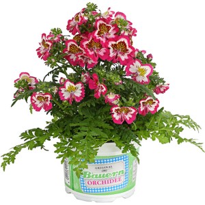 Bauernorchidee Atlantis im Topf, Farbenauswahl. Dekorative Stehpflanze mit pink-weißen Blüten.