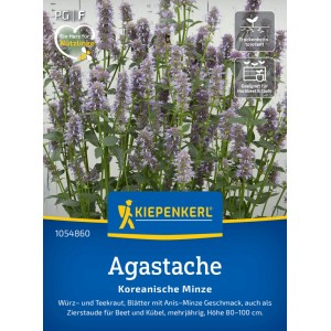 Kiepenkerl Agastache Koreanische Minze Saatgut mit lila Blüten, geeignet für Beet und Kübel.