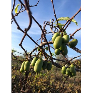 Blu Mini-Kiwi Weiki (weiblich) mit grünen Früchten am Strauch vor blauem Himmel.