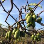Blu Mini-Kiwi Weiki (weiblich) mit grünen Früchten am Strauch vor blauem Himmel.