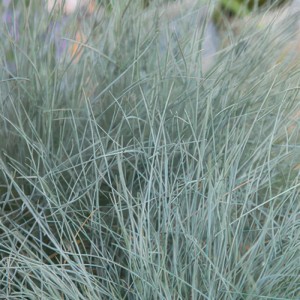 Nahaufnahme von Blauschwingelgras 'Elijah Blue', einem winterharten Ziergras mit blau-grauen Blättern.