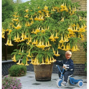 Westfalia Captain Green Schnellwuchs-DÜNger Granulat 1 kg