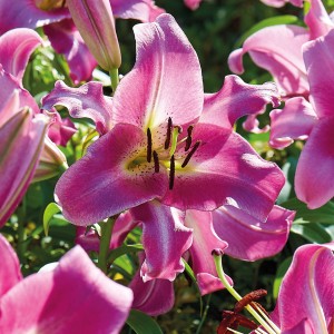 Nahaufnahme einer lilafarbenen GROW by OBI Lilie Purple Lady mit weißen Rändern. Kategorie: Blumenzwiebeln.