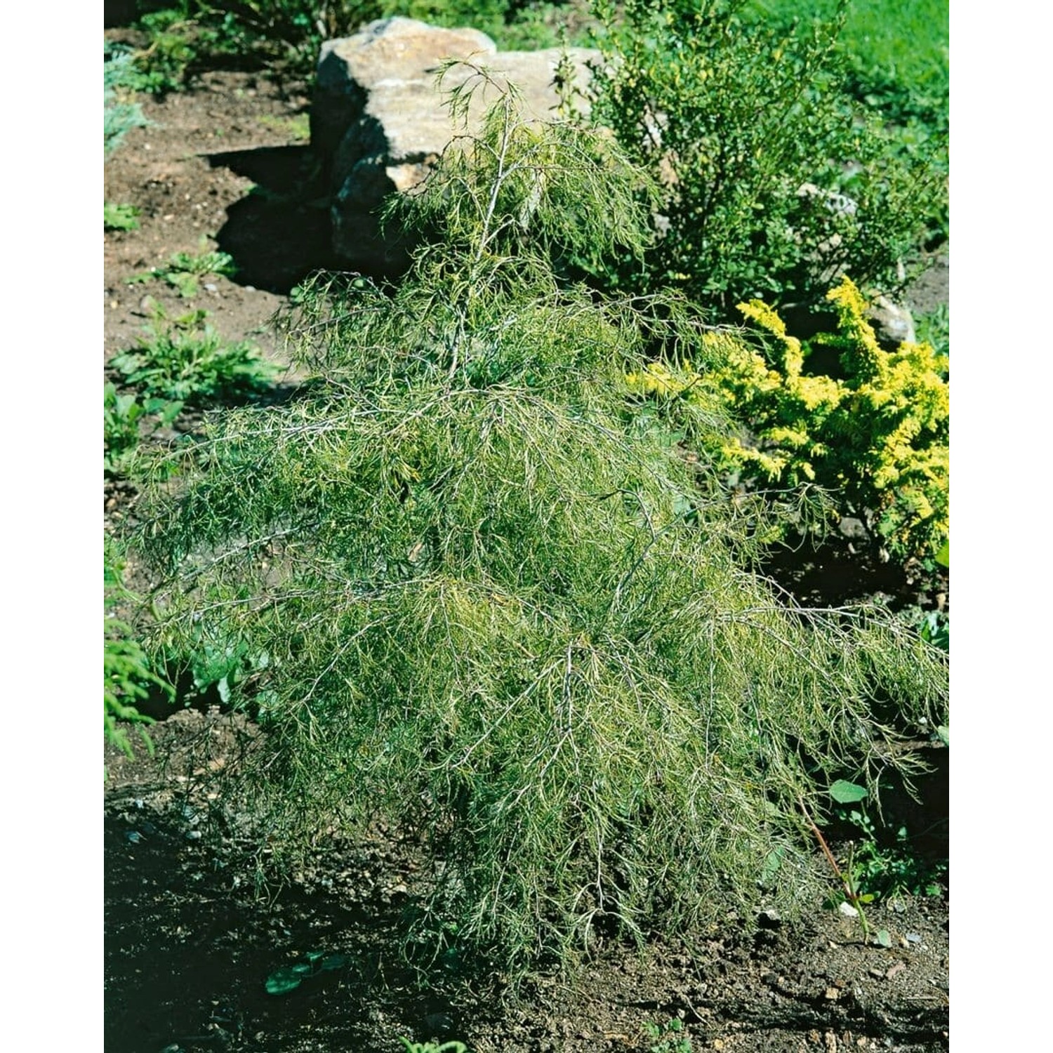 Betula Pendula Karaca Hängebirke 40–60 cm günstig online kaufen