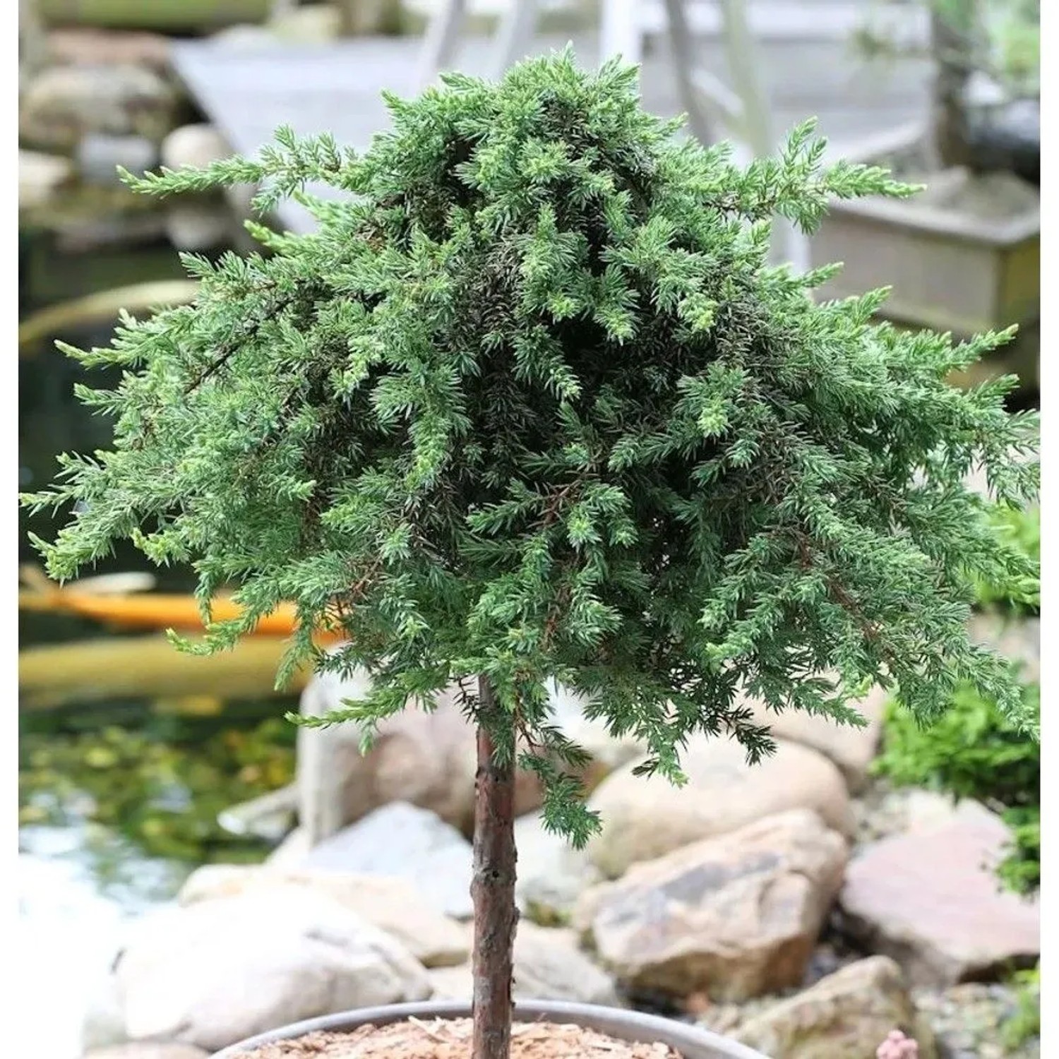 Hochstamm Grüner Kriechwacholder Green Mantle 80-100cm - Juniperus squamata