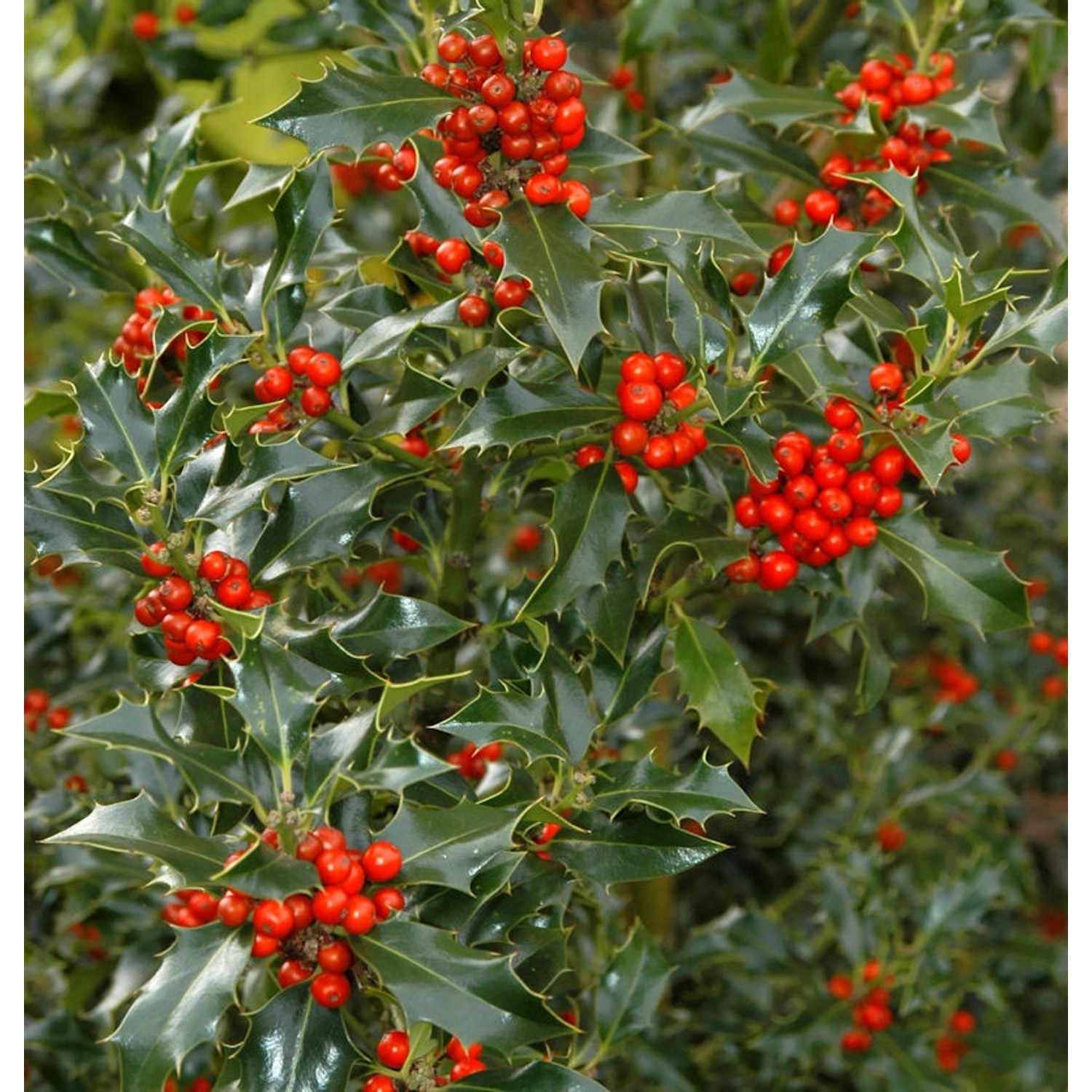 Gemeine Stechpalme Ilex 100-125cm - ilex aquifolium günstig online kaufen