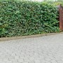 Graue Pflastersteine, behandelt mit Ultrament Betonlasur Pflaster Frisch Grau, vor grüner Hecke und Holztor.
