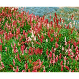 Teppichknöterich 'Darjeeling Red' mit roten Blütenständen als Bodendecker im Garten.