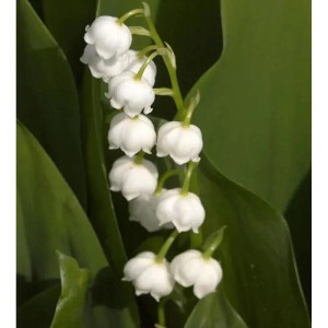 Nahaufnahme einer blühenden Maiglöckchen (Convallaria majalis) Staude mit weißen Blüten.