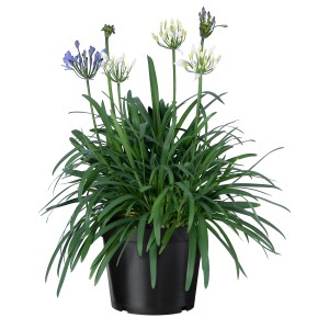 Schmucklilie Duo Summer Love im Topf, ca. 65cm hoch, mit weißen und violetten Blüten.