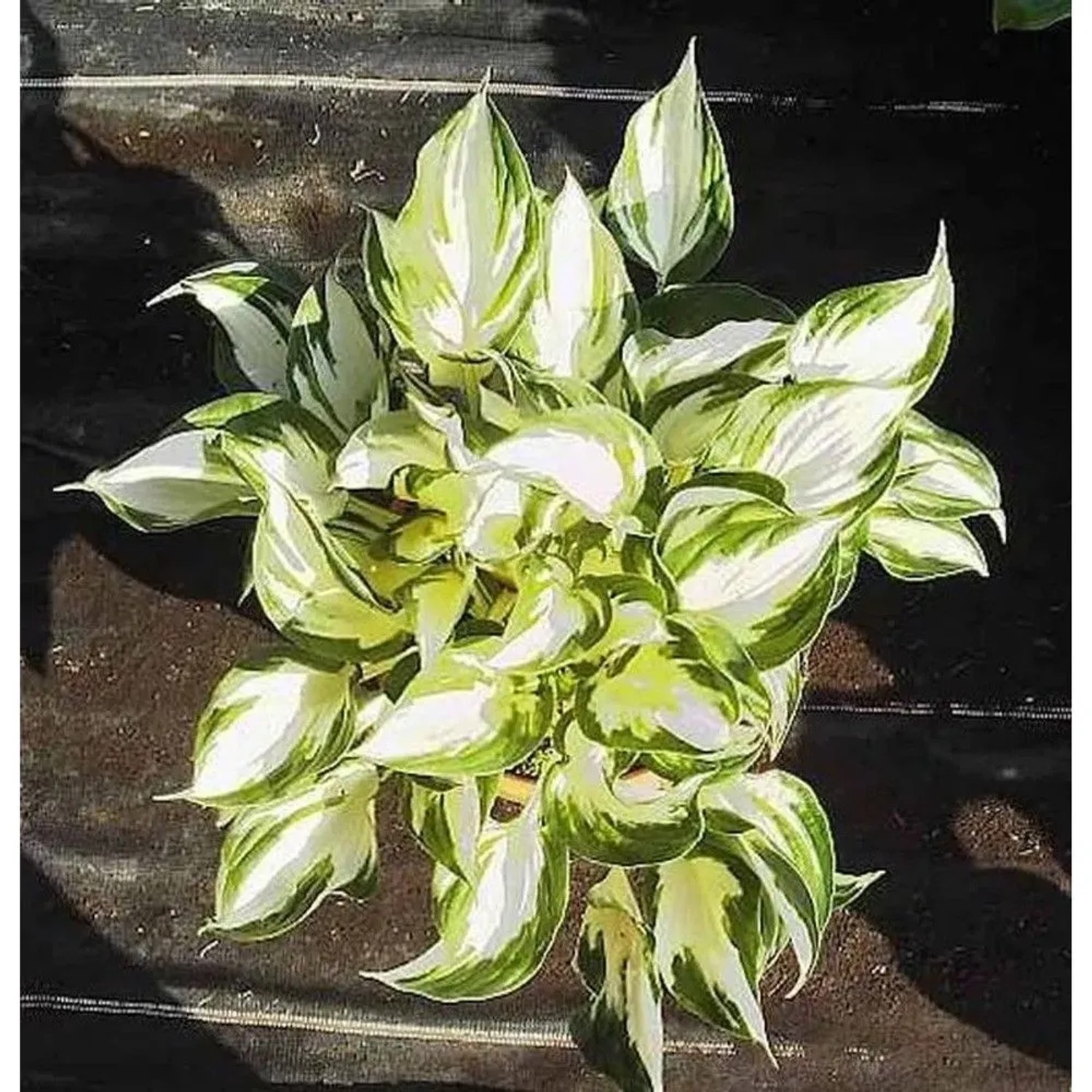 Funkie Fire and Ice - Hosta fortunei_2