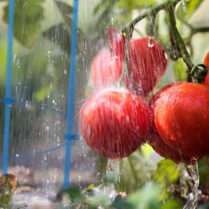 Tomaten an Rankhilfe: Blaues, höhenverstellbares Rankgitter aus Eisen im Einsatz.
