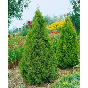 Grüne Thuja 'Aurescens' Heckenpflanze, 80-100 cm hoch, im Garten.