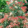 Japanische Lavendelheide 'Flaming Silver' mit roten Blättern und weißen Blüten, Strauch für Garten und Kübel.