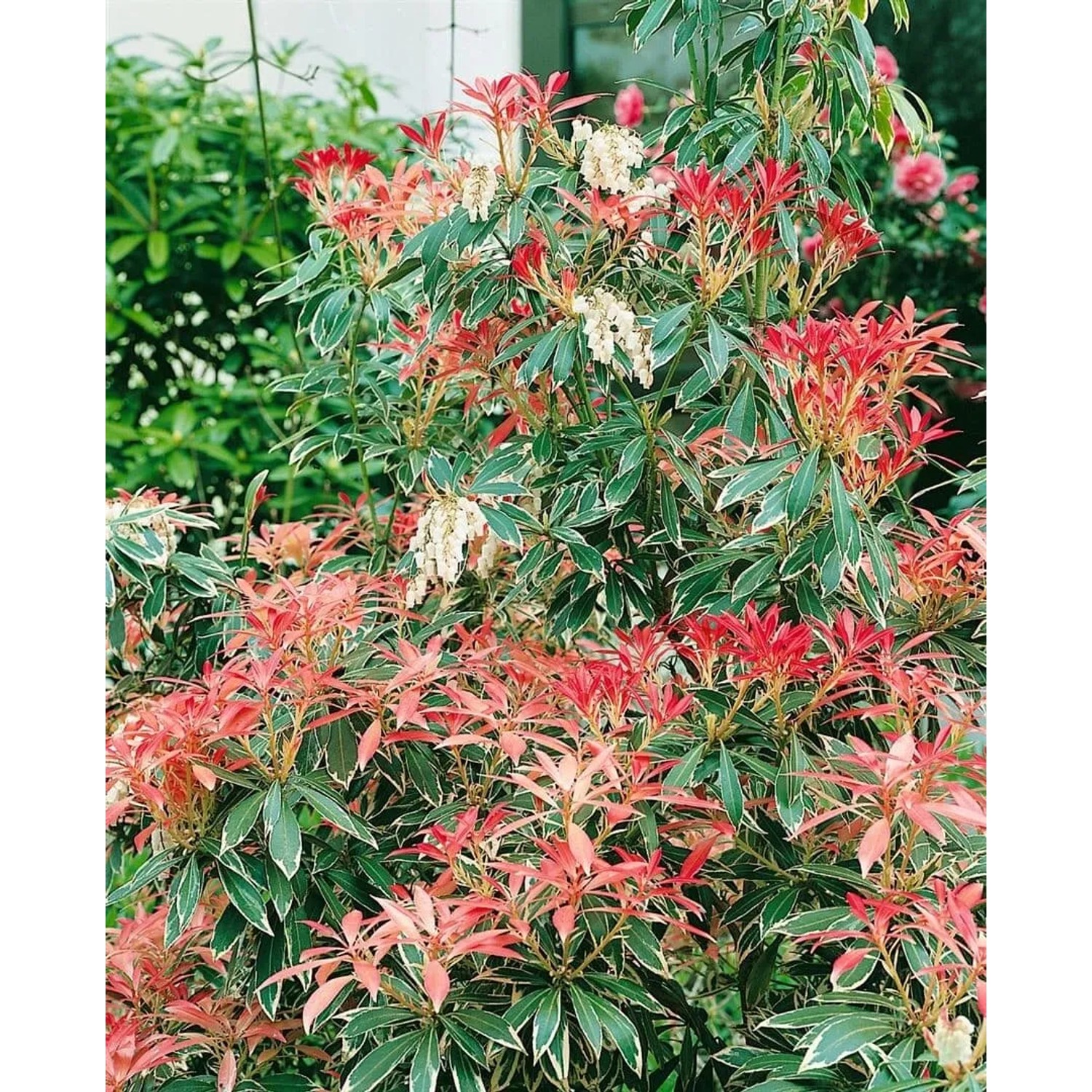 Japanische Lavendelheide 'Flaming Silver' mit roten Blättern und weißen Blüten, Strauch für Garten und Kübel.