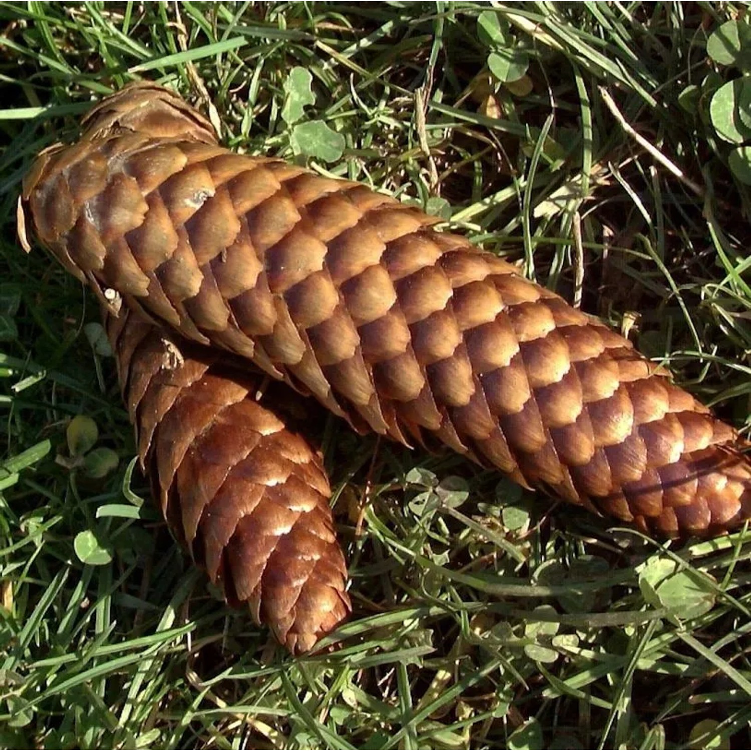 Blaue Stechfichte 80-100cm - Picea pungens glauca