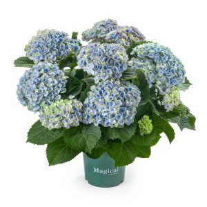 Ballhortensie Magical im Topf, ca. 20-30 cm hoch, mit blauen Blüten.