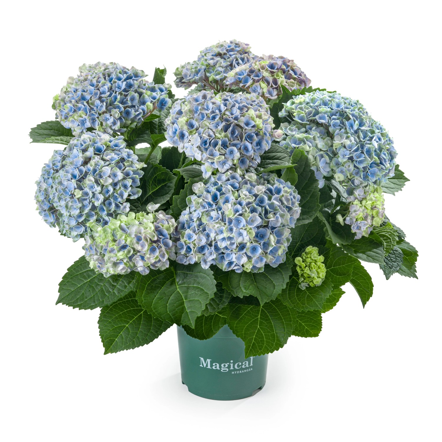 granatapfelbaum zimmerpflanze Granatapfel 