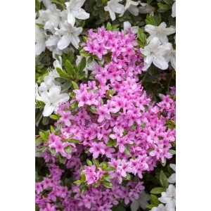 Rosa Rhododendron Obtusum Azalee mit üppigen Blüten.