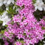Rosa Rhododendron Obtusum Azalee mit üppigen Blüten.
