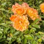 Orange-apricotfarbene Bodendeckerrose Bessy im Topf, Nahaufnahme der Blüten.