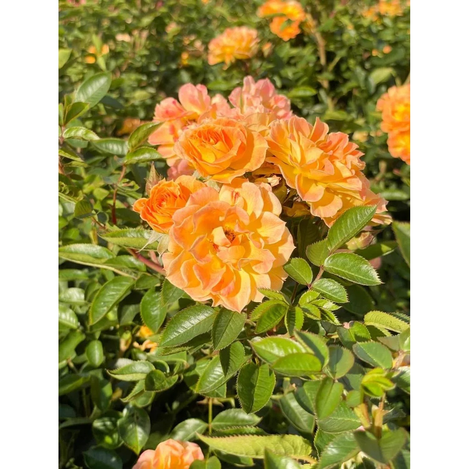 Orange-apricotfarbene Bodendeckerrose Bessy im Topf, Nahaufnahme der Blüten.