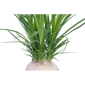 Elefantenfuß (Beaucarnea recurvata) im 6 cm Topf, ca. 15-20 cm hoch. Grünpflanze mit markantem Stamm.