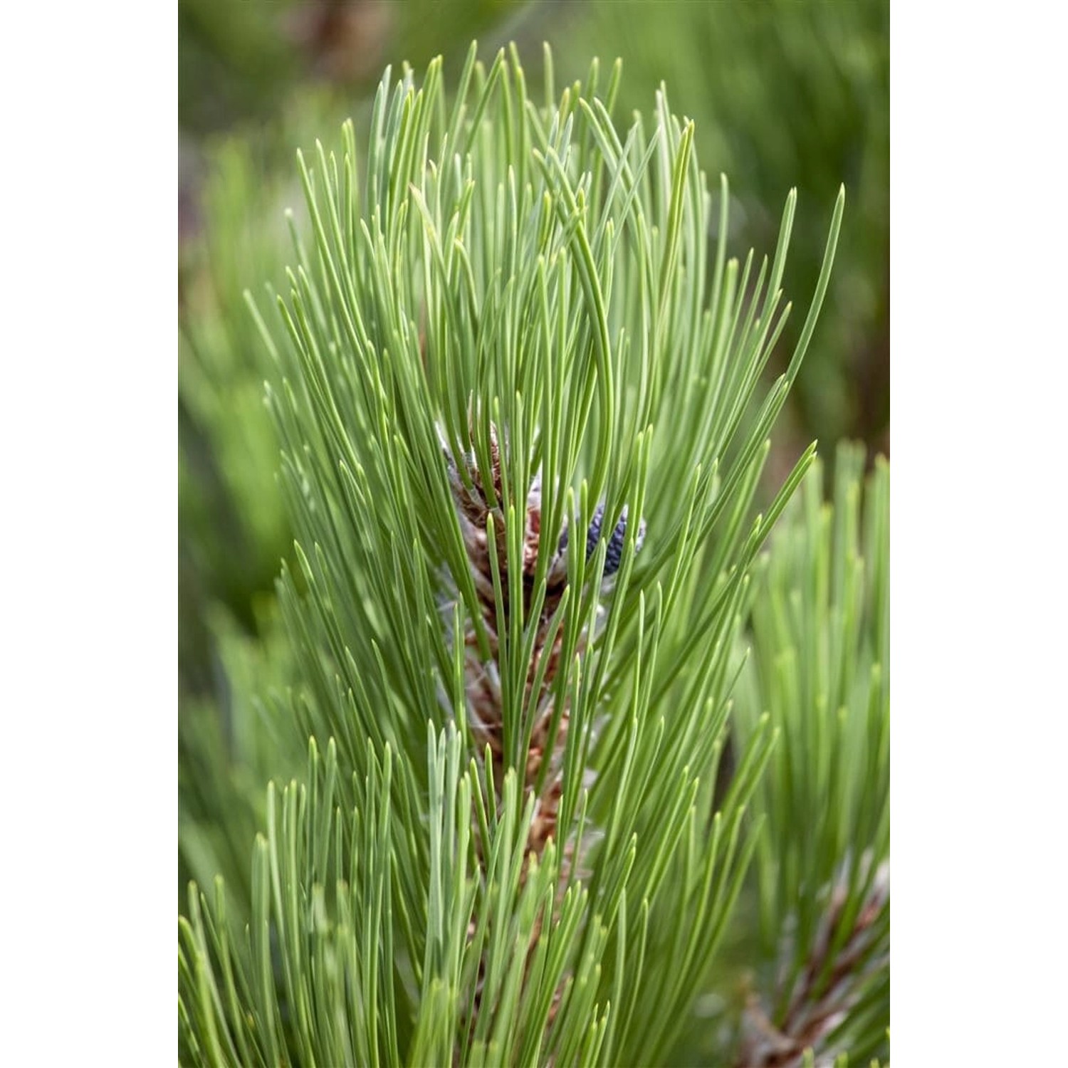 Pinus Heldreichii Compact Gem Bosnische Kiefer 70–80 cm günstig online kaufen