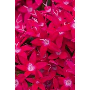 Nahaufnahme des leuchtend roten Fünfzahlstrauchs 'BeeBright Lipstick' von GROW by OBI.