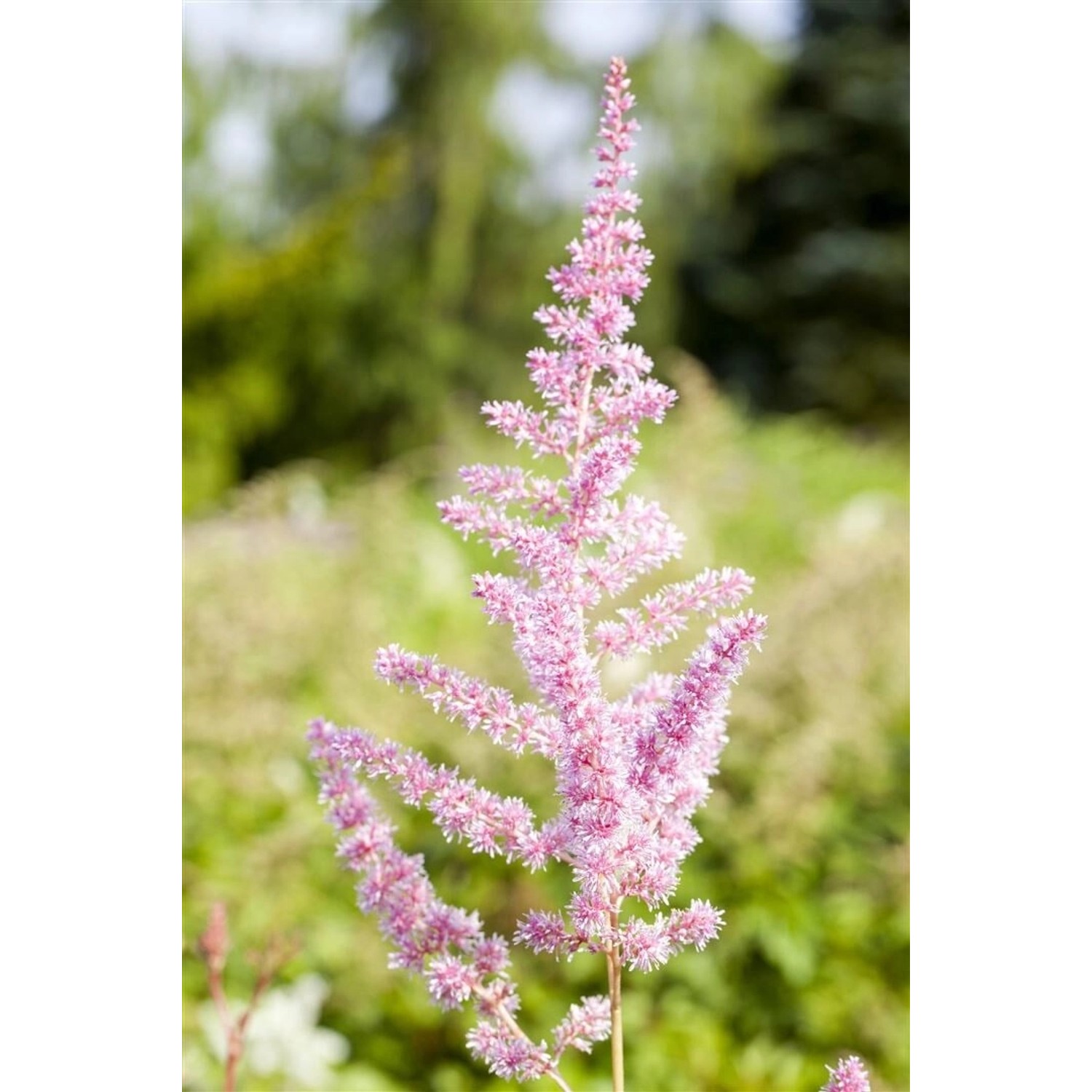 Astilbe X Arendsii Cattleya Prachtspiere Ca. 9x9 cm Topf günstig online kaufen