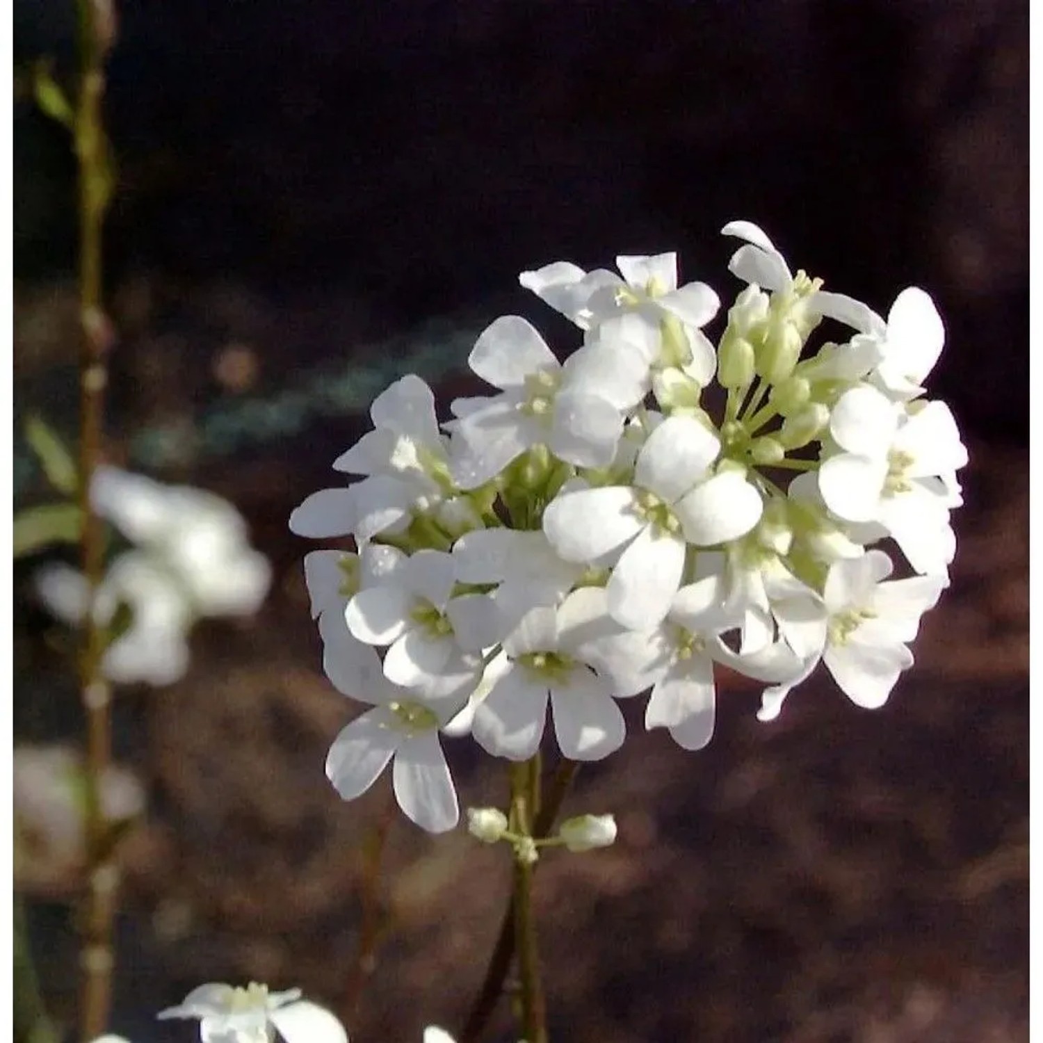 Schaumkresse Neuschnee - Arabis procurrens