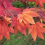 Leuchtend rote Blätter des Japanischen Ahorn 'Indian Summer' im Detail.