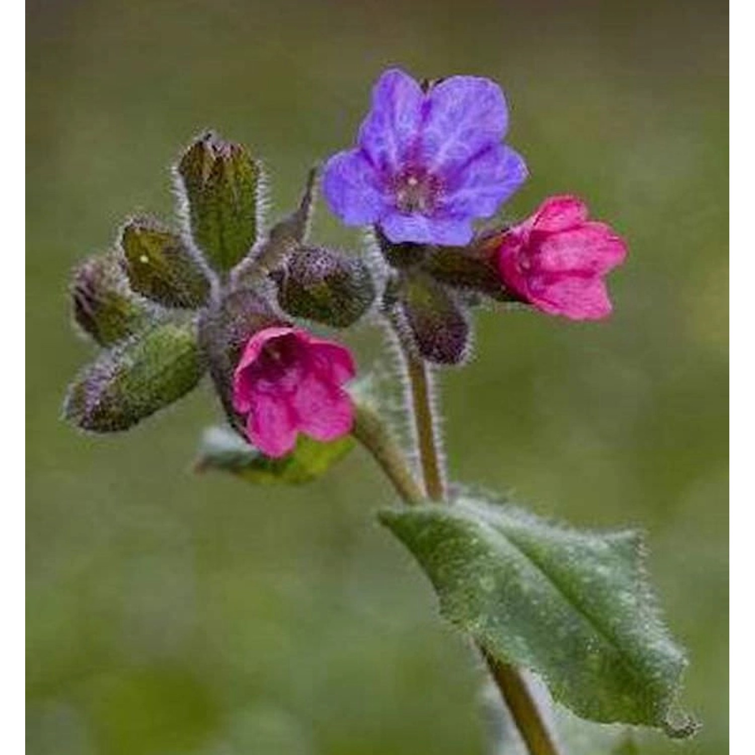 Weiches Lungenkraut - Pulmonaria mollissima günstig online kaufen