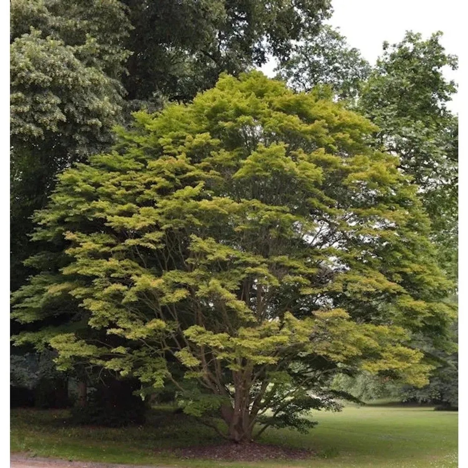 Fächer Ahorn 80-100cm - Acer palmatum