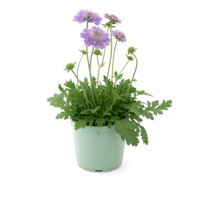 Skabiose Scabiosa maritima im Topf mit lilafarbenen Blüten.