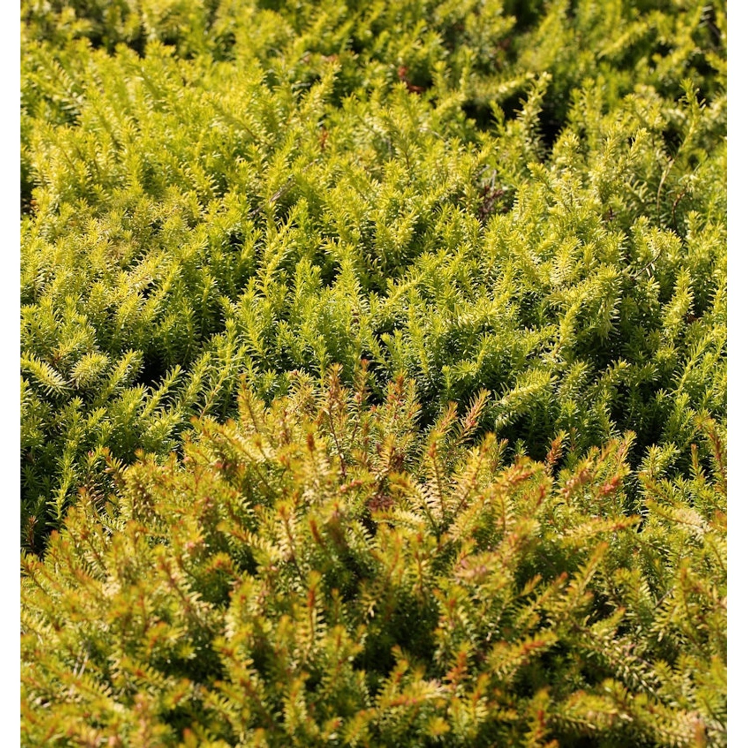 10x Winterheide Nadja - Erica carnea günstig online kaufen