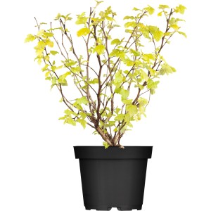 Blasenspiere 'Laubschön Mix' im Topf, ca. 50-60 cm hoch, mit gelb-grünem Laub.