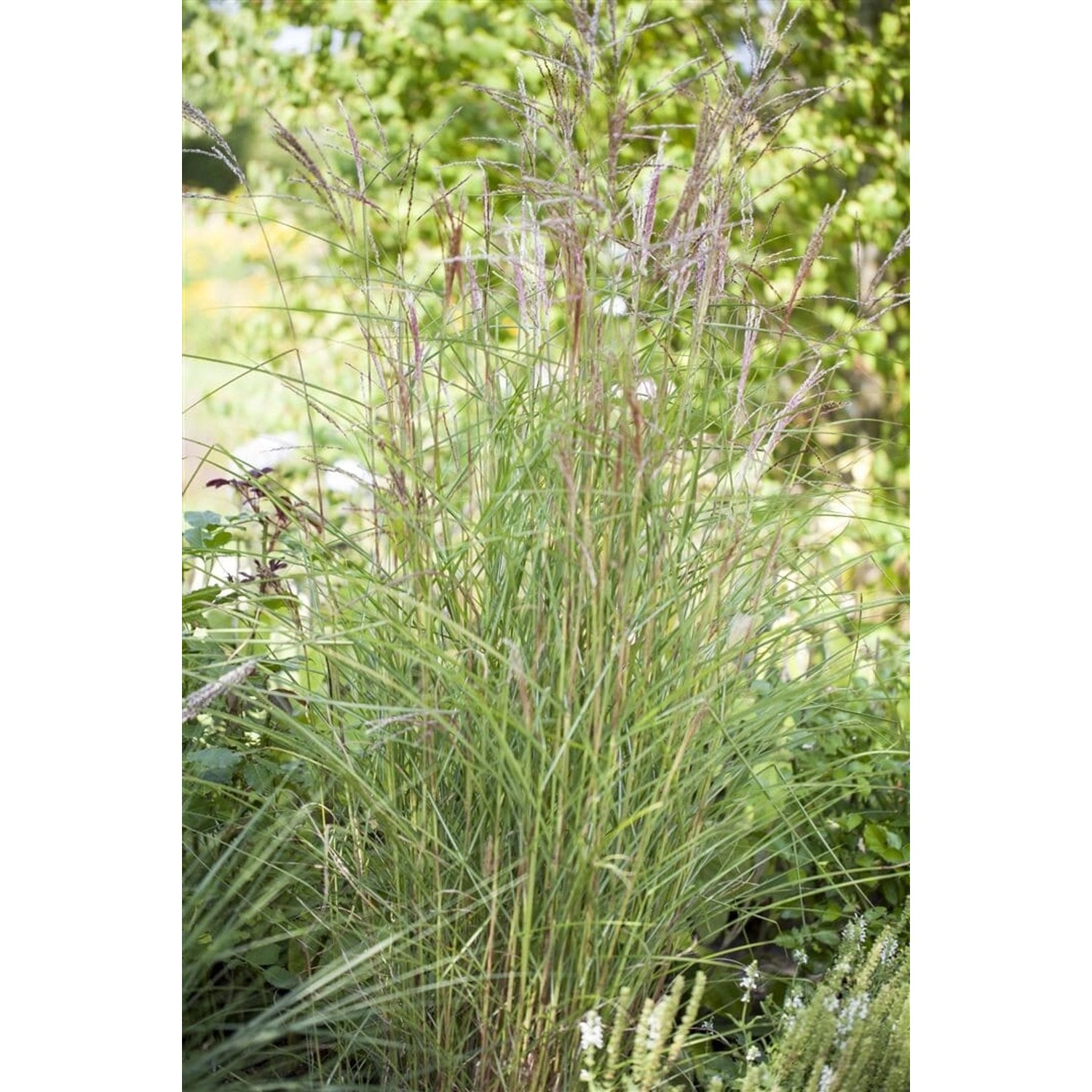 Miscanthus Sinensis Kleine Fontäne Chinaschilf Ca. 11x11 cm Topf günstig online kaufen