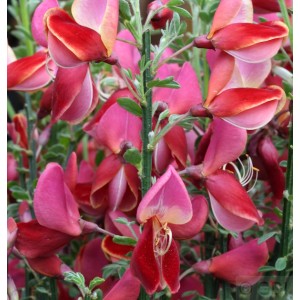 Besenginster 'Roter Favorit' mit roten und rosa Blüten, Detailaufnahme.