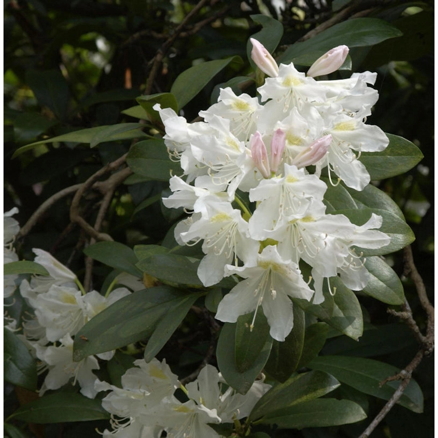 INKARHO - Großblumige Rhododendron Cunningham White 40-50cm - Alpenrose günstig online kaufen