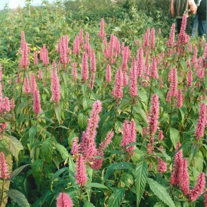 Foto der Duftnessel Elsholtzia Stauntonii mit violetten Blüten im Beet, 60-80 cm hoch.