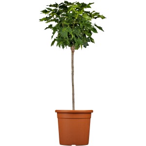 Kugel-Ahorn 'Globosum' im Topf, ca. 100-120 cm hoch, mit grünen Blättern.