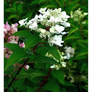 Rispenhortensie Early Harry 40-60cm - Hydrangea paniculata