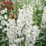 Weiße Königskerze (Verbascum Phoeniceum 'Flush Of White') im 9x9 cm Topf.