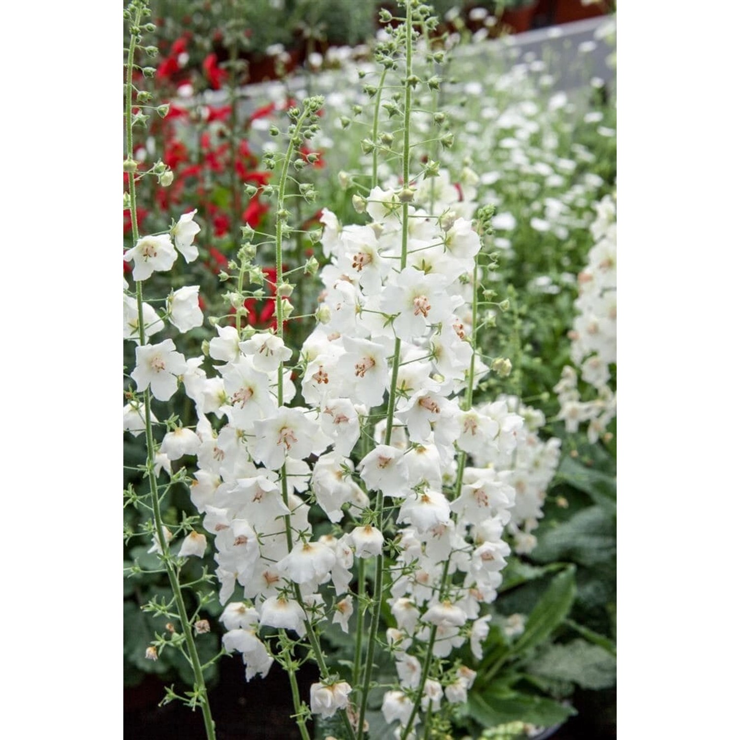 Verbascum Phoeniceum Flush Of White Purpur Königskerze Ca. 9x9 cm Topf günstig online kaufen