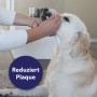Anwendung der Canosept Zahnpflege Finger-Pads zur Reinigung des Hundegebisses.
