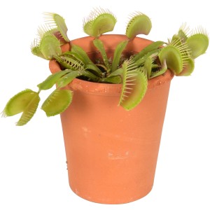 Venusfliegenfalle im Terrakotta-Topf, fleischfressende Pflanze mit Fangblättern.