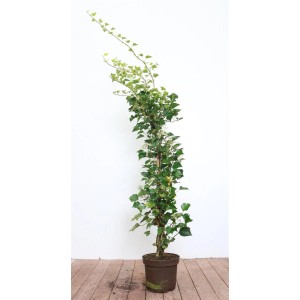 Immergrüner Hedera Helix Arborescens Efeu (80–100 cm) im Topf.