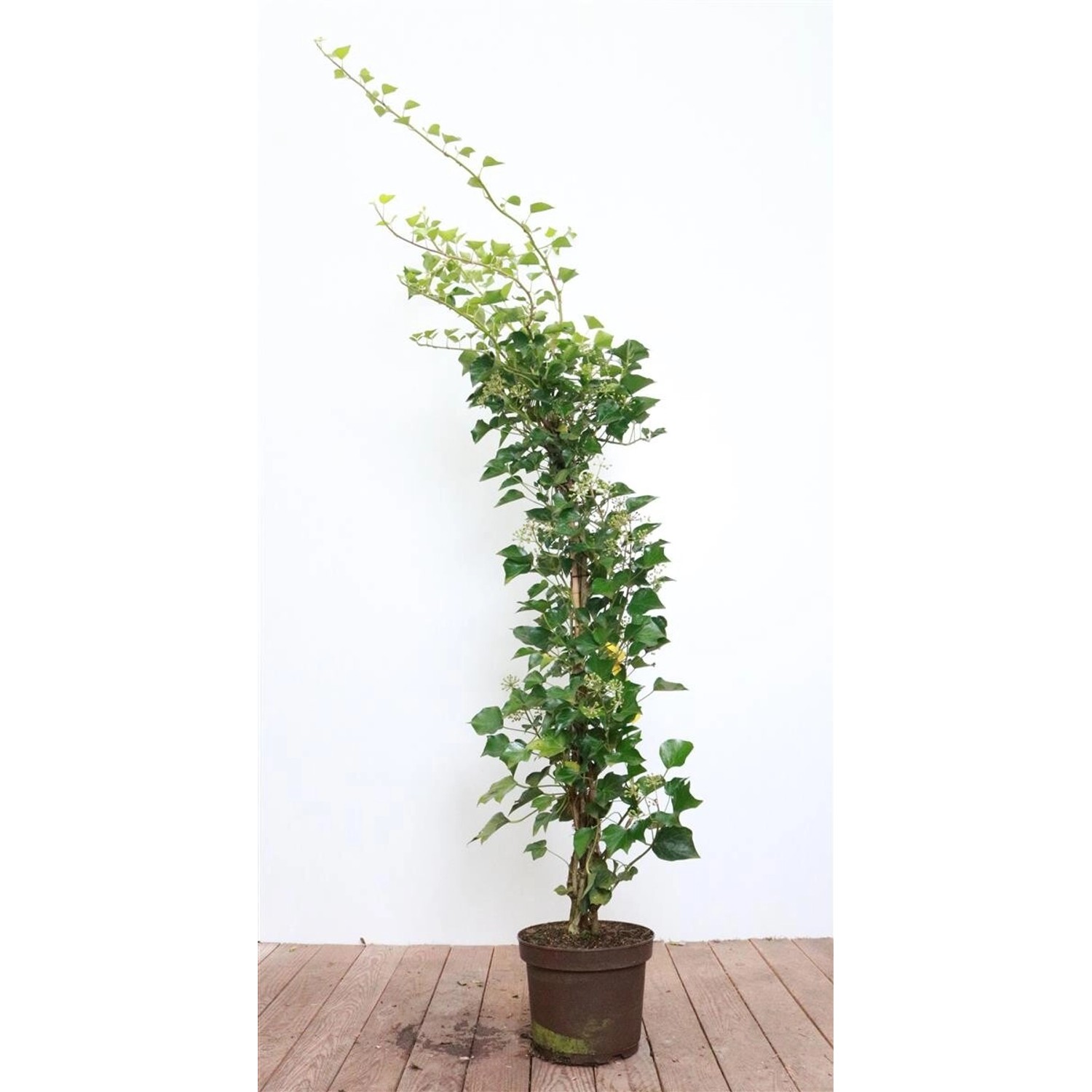 Hedera Helix Arborescens Efeu Immergrün 80–100 cm günstig online kaufen