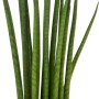 Bogenhanf Sanseveria Cylindrica im Topf, eine grüne Sukkulente von GROW by OBI.
